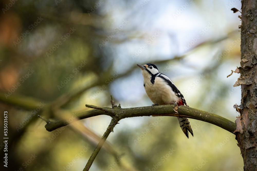 Obraz premium Great spotted woodpecker sitting on the tree branch into wood