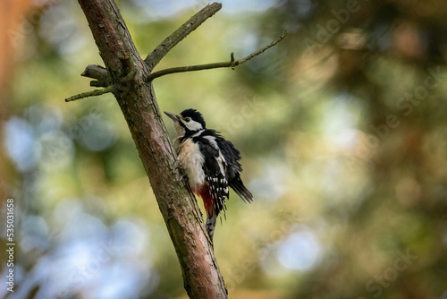 Great spotted woodpecker sitting on the tree branch into wood