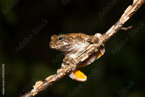 Tree Frog Perch