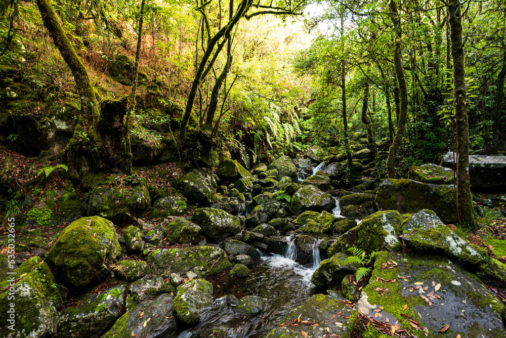 Primal, jungle-like forest landscape at the source of the Primal, jungle-like forest landscape at the source of the