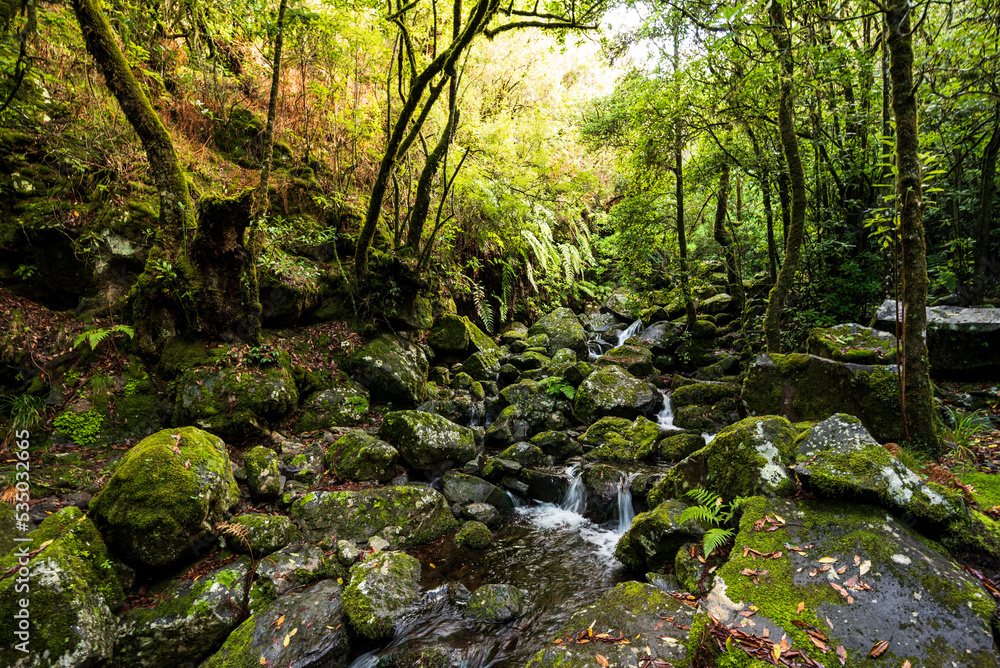 Primal, jungle-like forest landscape at the source of the 