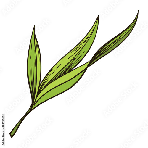 Cane sugar. Sugarcane plant. Engraving hand drawn natural organic food or natural ingredient. Fresh sugar bamboo