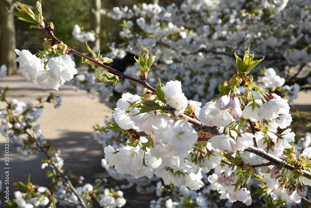 Cerisier en fleurs Cerisier en fleurs