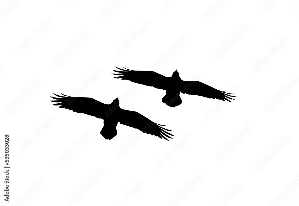 Silhouette of two ravens Silhouette of two ravens