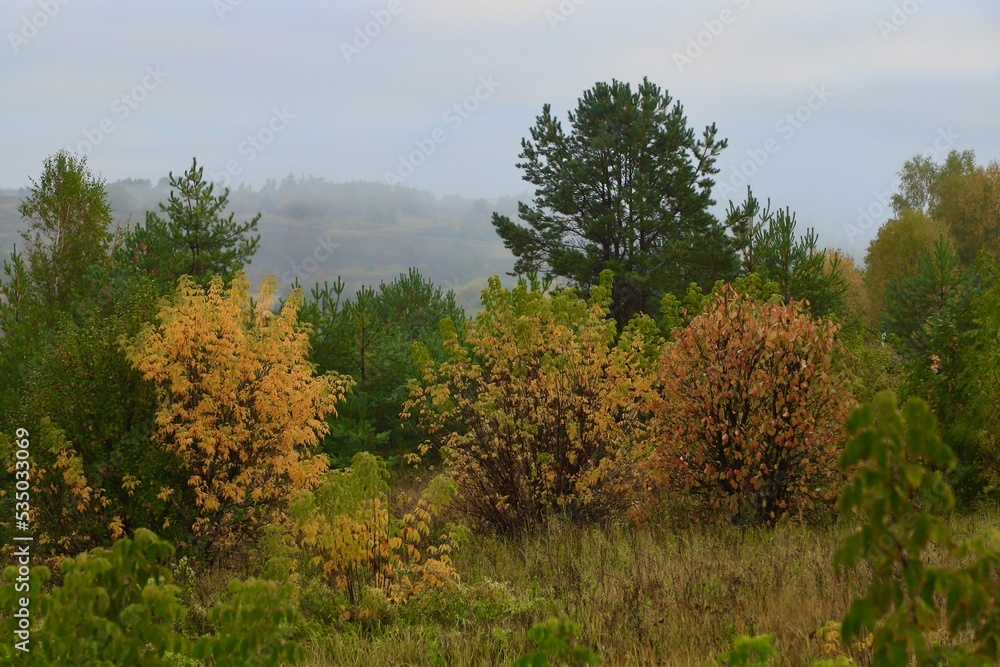 Trees with green, yellow and red leaves at the edge of the forest on a foggy morning. Fog covered all the fields and the forest in the background. Trees with green, yellow and red leaves at the edge of the forest on a foggy morning. Fog covered all the fields and the forest in the background.