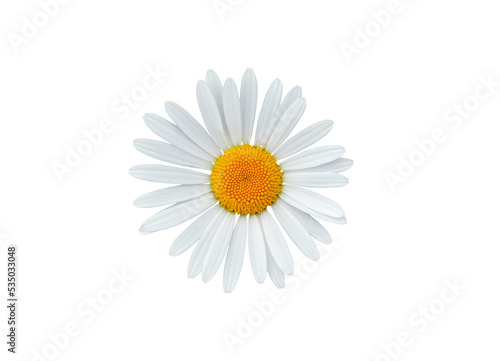 Daisy blossom isolated on white background