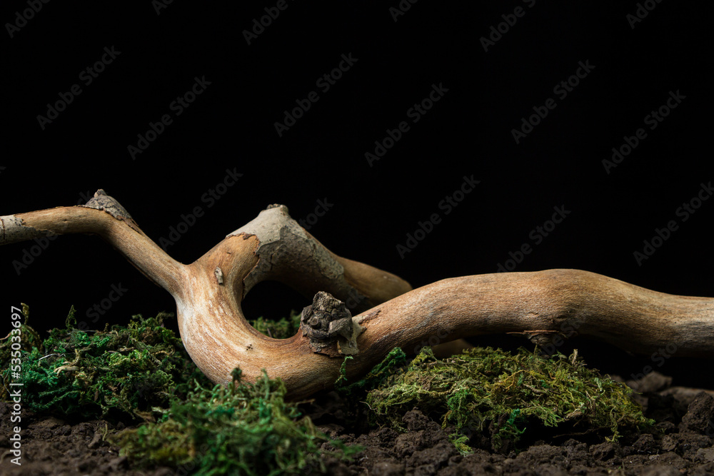 Nature concept on black background. Curved dry branch on the ground.