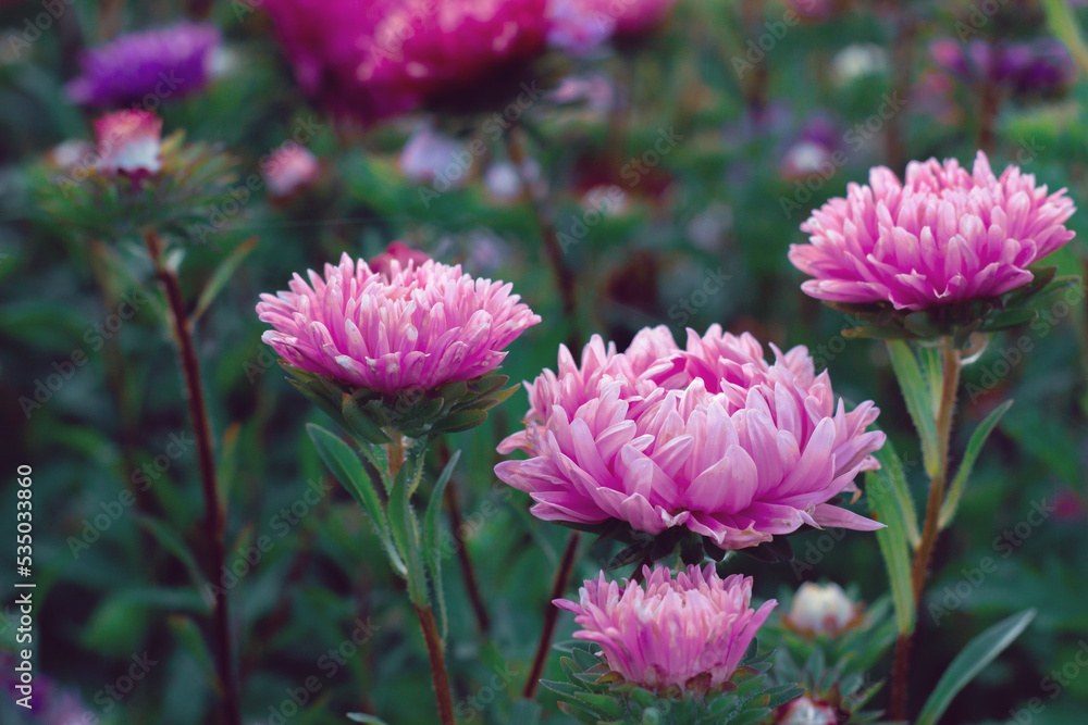 Fototapeta premium Three pink aster flowers. . Beautiful contrasting floral background. Copy space