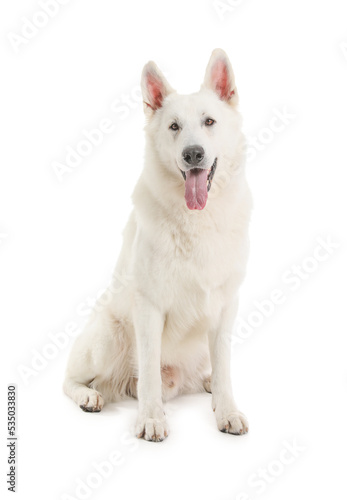 Cute Shepherd dog on white background