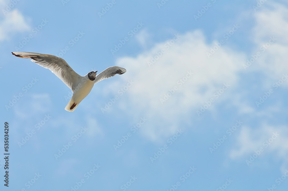 Lake seagull in flight against the background of the blue sky. White bird with open wings, photo from below Lake seagull in flight against the background of the blue sky. White bird with open wings, photo from below