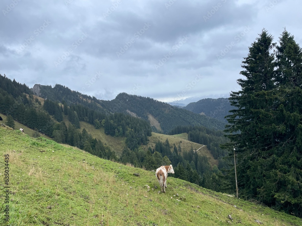 Kuh mit den Alpen im Hintergrund, Bayern, Deutschland