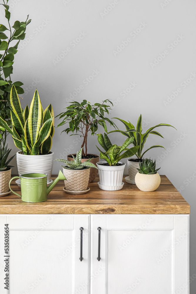 Different houseplants on counter near light wall