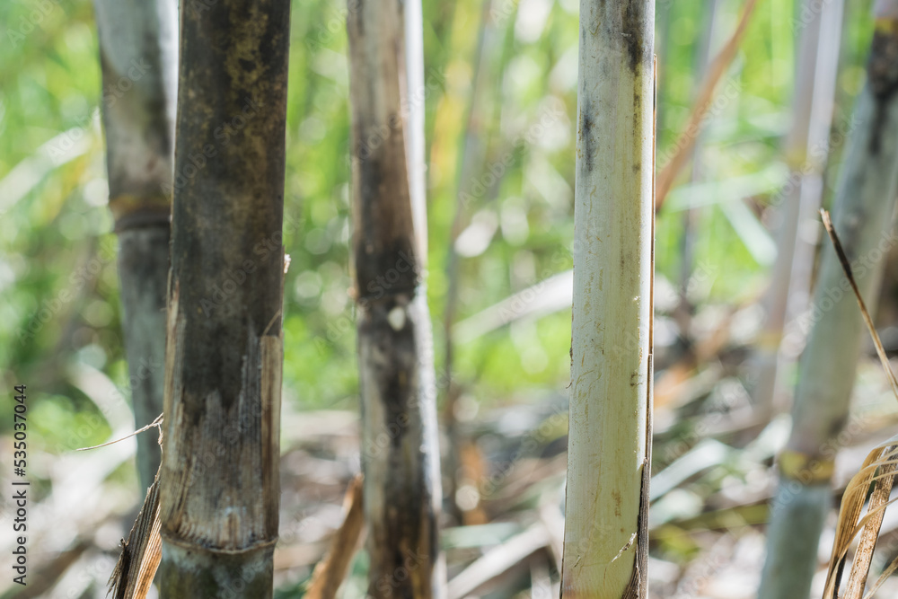 Stockfoto Saccharum officinarum or green sugar cane. raw material for
