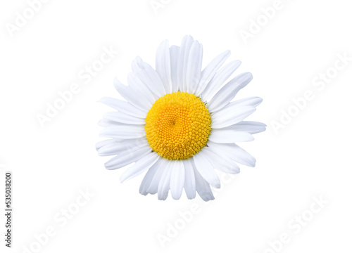 Stampa su tela Daisy blossom isolated on white background