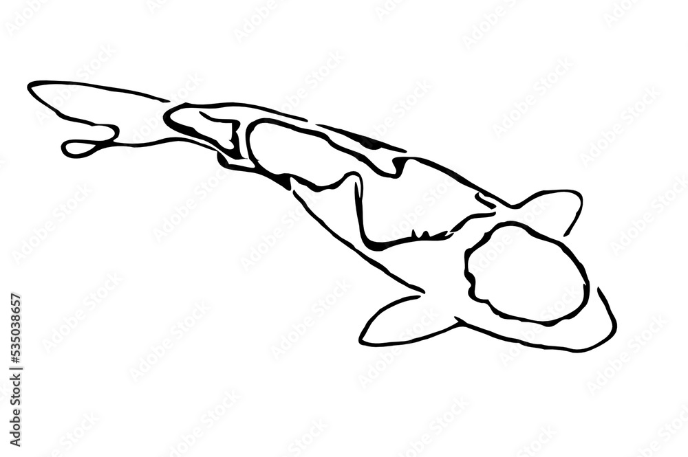 koi fish design sketch no background and PNG format koi fish design sketch no background and PNG format