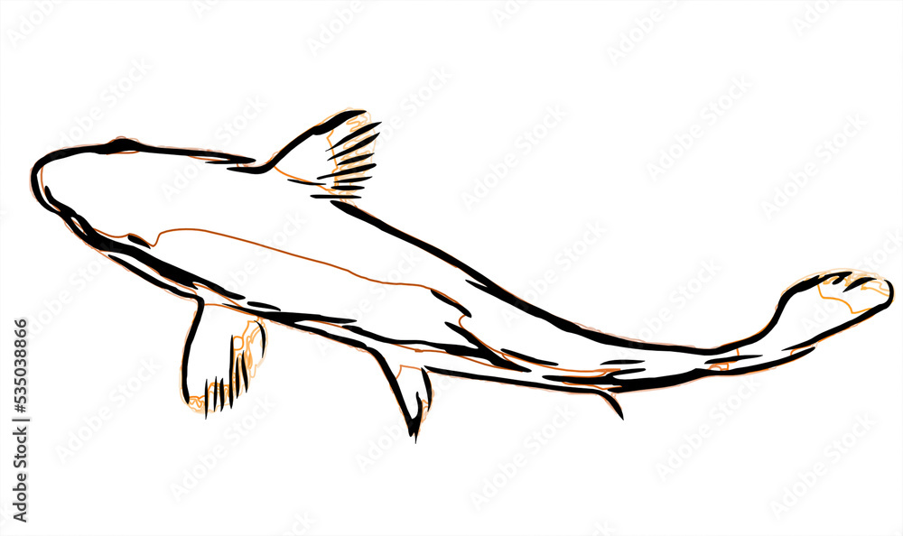 Obraz premium koi fish design sketch no background and PNG format
