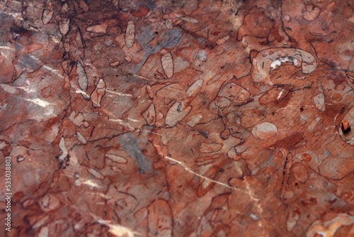 Red fossiliferous limestone photo