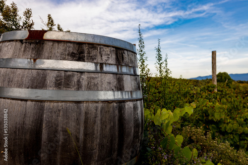 Wooden wine barrel in the vineyarrd