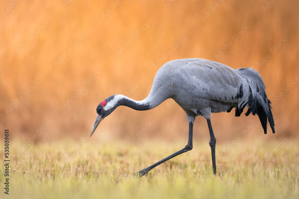 Wild common crane, grus grus, walking on hay field in spring nature. Large feathered bird landing on meadow from side view. Animal wildlife in wilderness