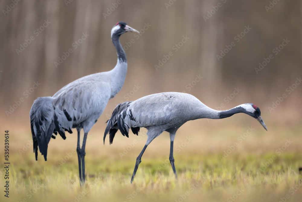 Obraz premium Wild common crane, grus grus, walking on hay field in spring nature. Large feathered bird landing on meadow from side view. Animal wildlife in wilderness