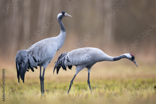 Wild common crane, grus grus, walking on hay field in spring nature. Large feathered bird landing on meadow from side view. Animal wildlife in wilderness © Marcin Perkowski