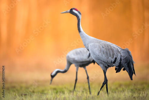 Wild common crane, grus grus, walking on hay field in spring nature. Large feathered bird landing on meadow from side view. Animal wildlife in wilderness photo