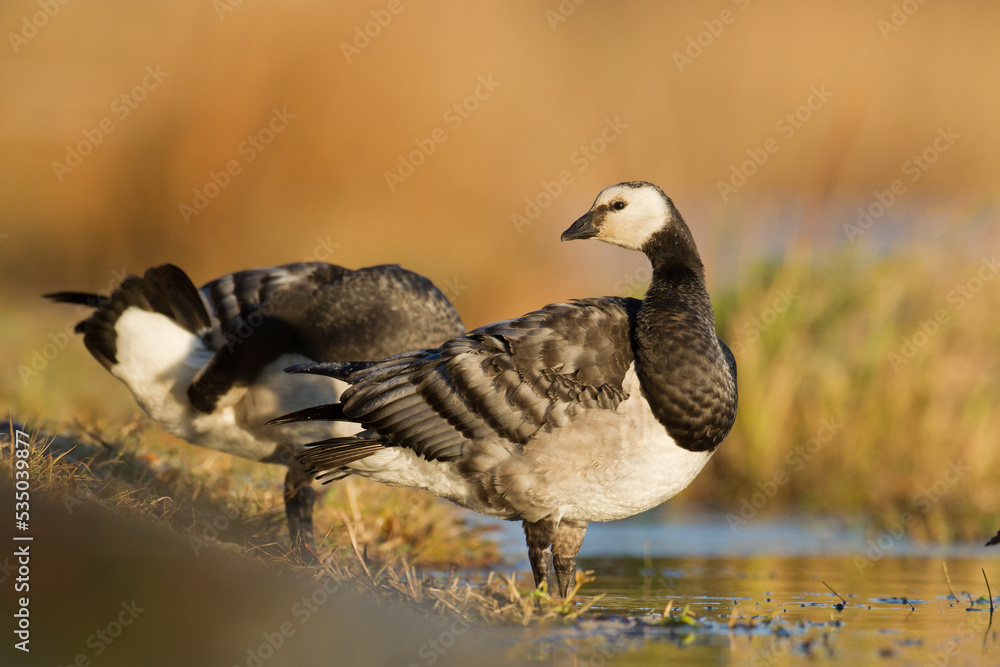 Bird goose - Barnacle geese Branta leucopsis migratory bird resting in Poland Europe, autumn Bird goose - Barnacle geese Branta leucopsis migratory bird resting in Poland Europe, autumn