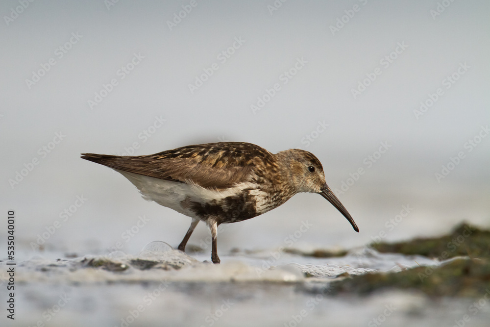 bird - Dunlin Calidris alpina adult migratory bird, shorebird bird - Dunlin Calidris alpina adult migratory bird, shorebird