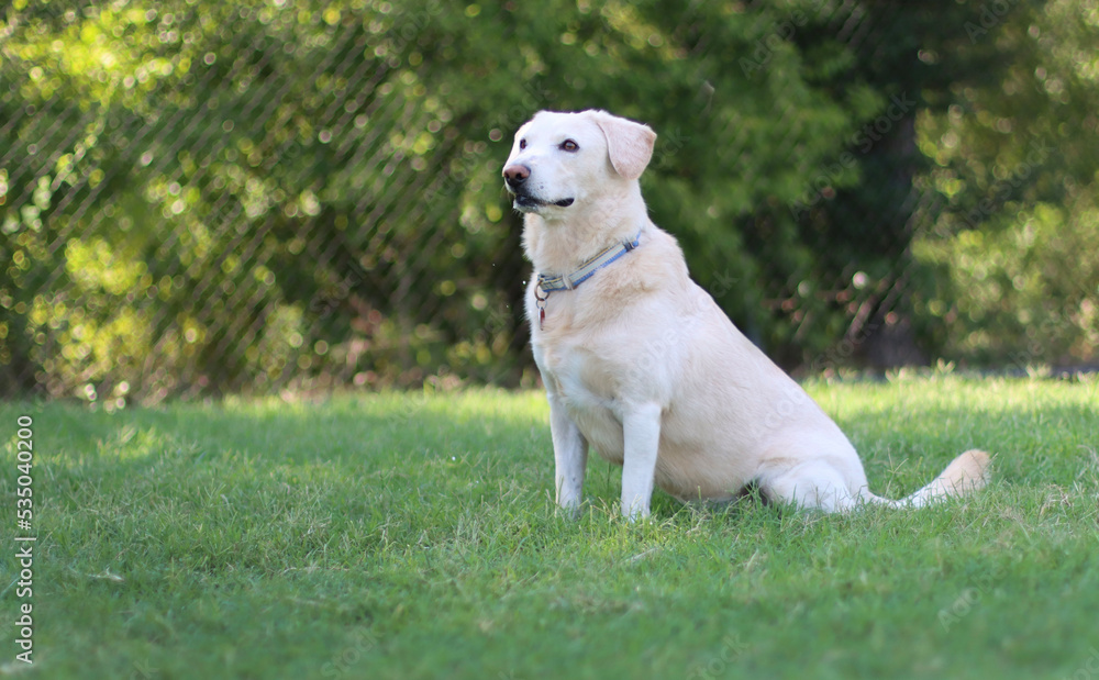 golden retriever on the grass