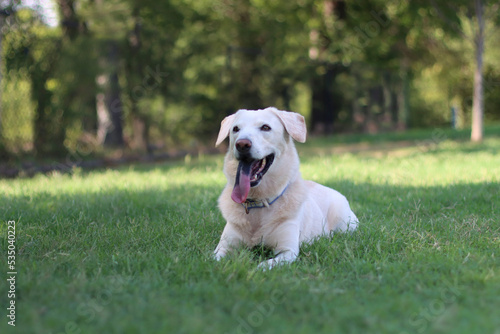 Labrador retriever Dog