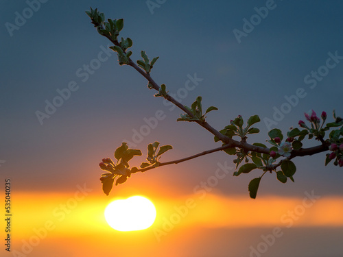  Twigs of fruit tree with white blossoming flowers in early spring at sunset