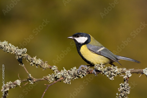 Colorful great tit ( Parus major ) perched on a tree trunk, photographed in horizontal, amazing background