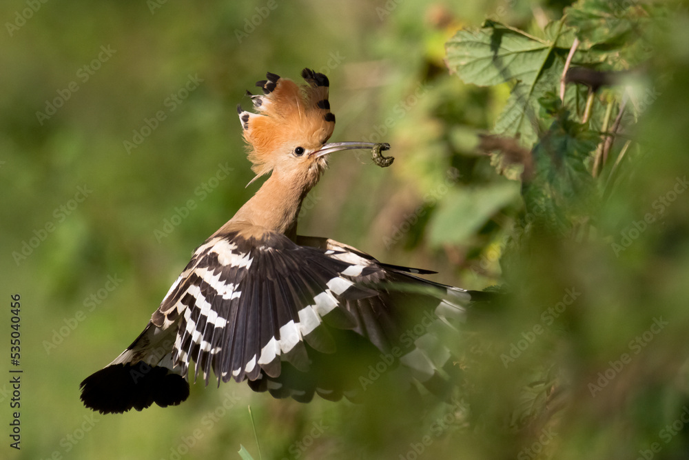 Bird Hoopoe Upupa epops, summer time in Poland Europe flying bird Bird Hoopoe Upupa epops, summer time in Poland Europe flying bird