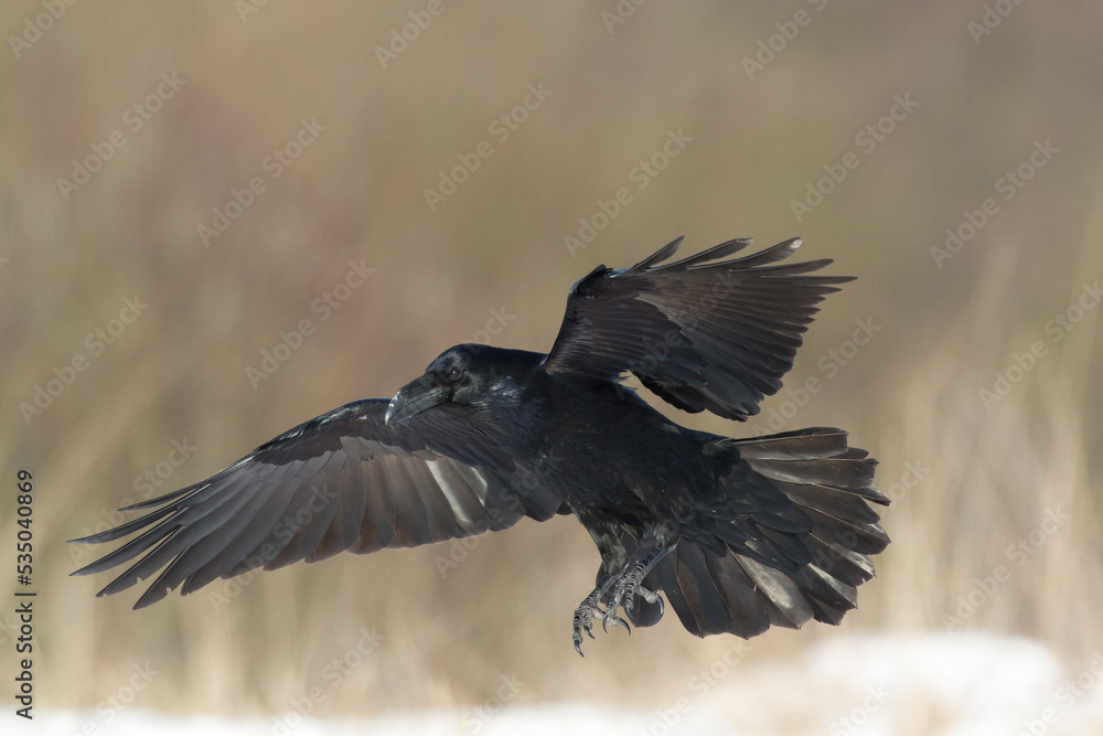 Fototapeta premium Bird Common Raven Corvus corax, dark style big black scary bird flying, Helloween 