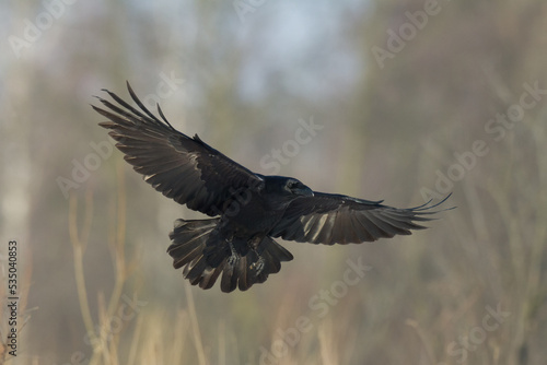Bird Common Raven Corvus corax, dark style big black scary bird flying, Helloween	