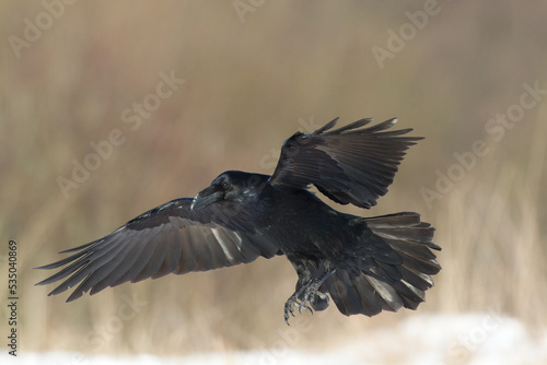 Bird Common Raven Corvus corax  dark style big black scary bird flying  Helloween 