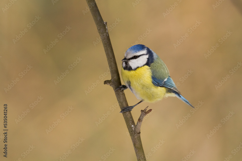 Bird - Blue Tit Cyanistes caeruleus perched on tree Bird - Blue Tit Cyanistes caeruleus perched on tree