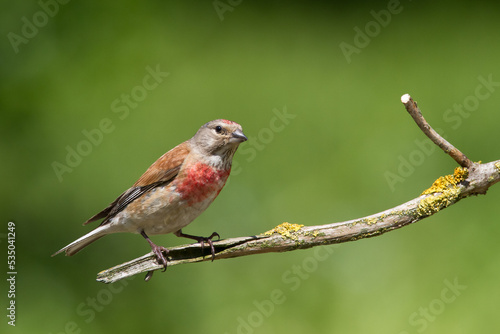 Bird Linnet Carduelis cannabina male, bird is bathing, summer time Poland, Europe green background