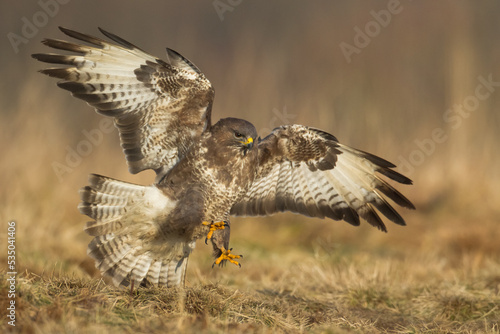 landing Common buzzard (Buteo buteo) in the fields in winter snow, buzzards in natural habitat, hawk bird on the ground, predatory bird close up winter bird