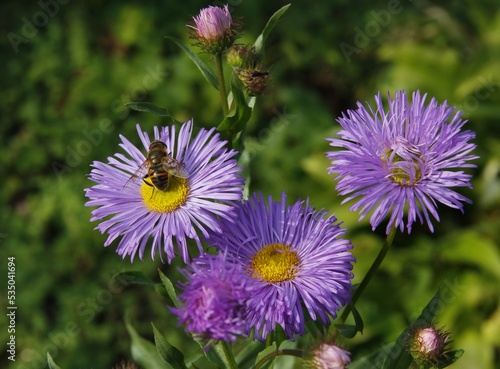 pretty purple and lila flowers of aster plants close up in the garden