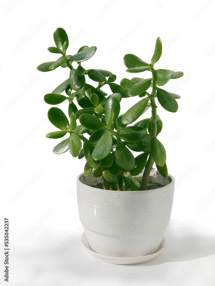 green,freshy succulent potted plant Crassula
