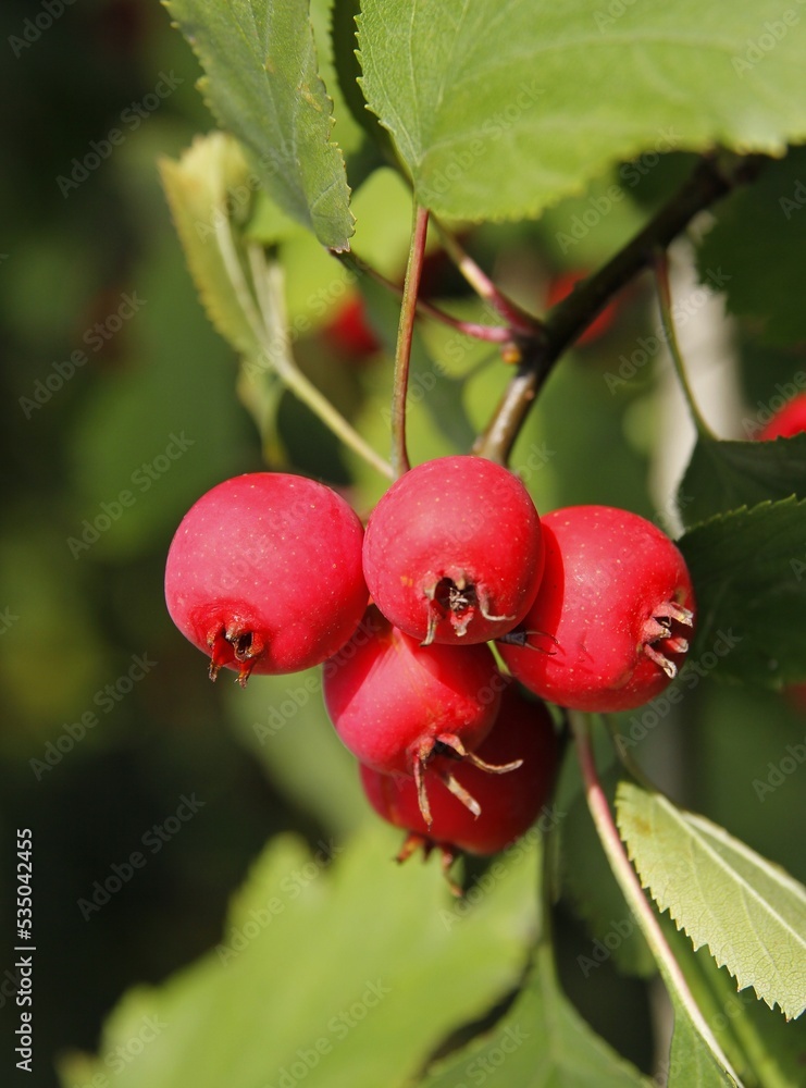 red round small fruits of Sorbus intermedia tree at autumn red round small fruits of Sorbus intermedia tree at autumn