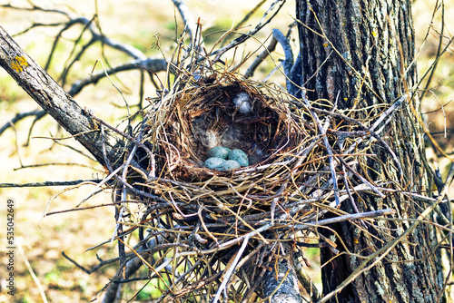 Nidology, study of birds nest. Hooded crow (Corvus cornix) nest. Clutch of 4 eggs. Hatching tray is made of grass, bast and lined with hare fur photo