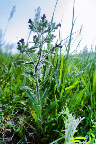 Xeropolum, steppe community. Graminaceous plants (Gramineae) and Monkswort (Nonea pulla) borage family (Boraginaceae) on a long-term field wasteland in the steppe. Crimea, Kerch Peninsula photo