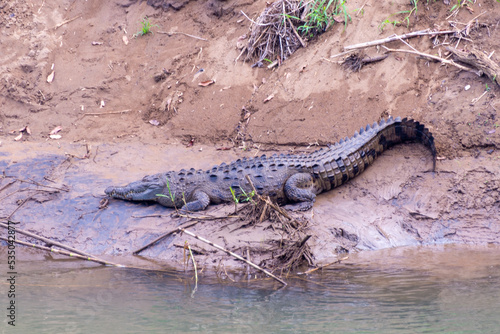Krokodil in Costa Rica © MaikNatt