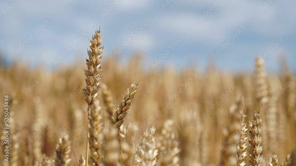 An ear of wheat on a blurred background with a place for text. An ear of wheat on a blurred background with a place for text.