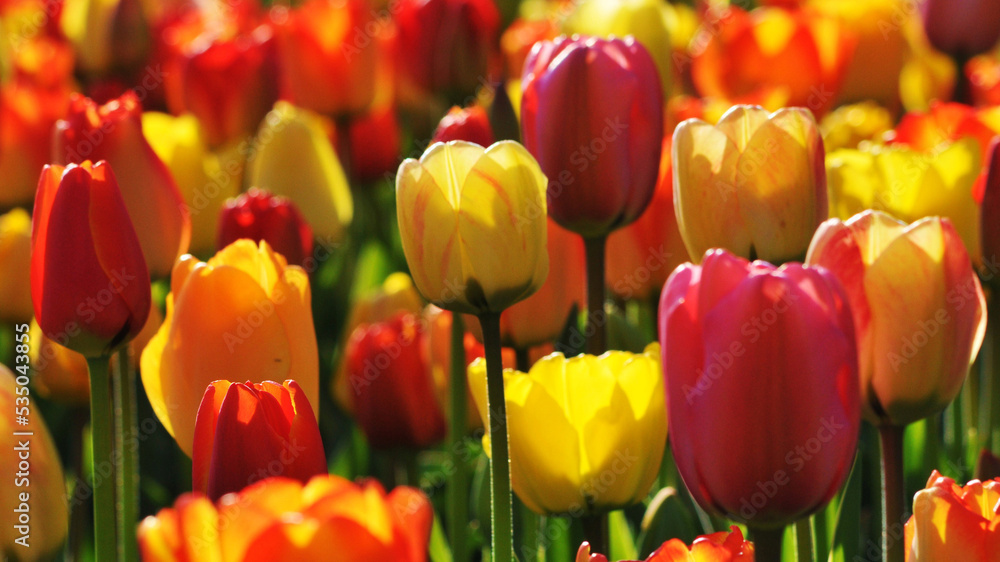 Fototapeta premium yellow and red tulips