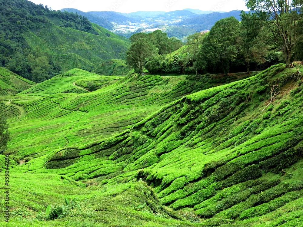 Tea plantation in malaysia
