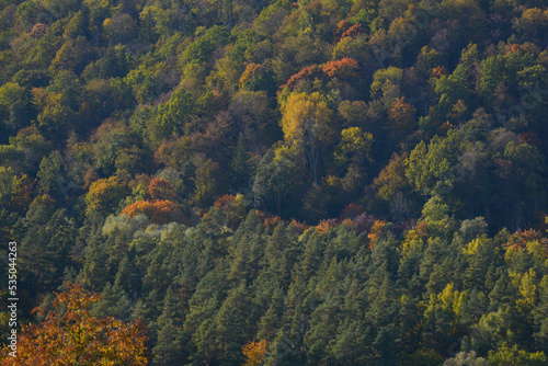 Beautiful autumn landscape with tree tops colored in yellow, orange, red and green. Golden autumn