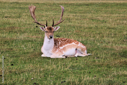 A close up of a Fallow Deer in the Cheshire Countryside